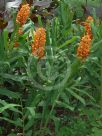 Hedychium coccineum Tara