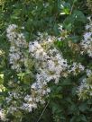 Abelia chinensis