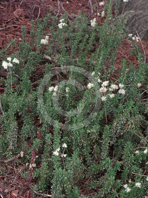 Eriogonum fasciculatum California Buckwheat Plant