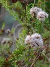 Eriogonum fasciculatum