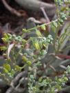 Dudleya hassei