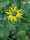 Encelia californica