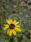 Encelia californica