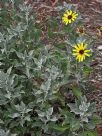 Encelia californica