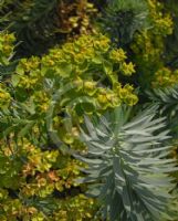 Euphorbia Copton Ash