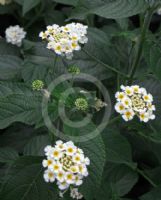 Lantana camara Alba