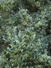 Buxus sempervirens Elegantissima