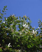 Bauhinia forficata