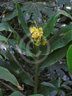 Hedychium flavum