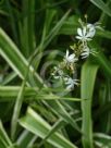 Chlorophytum comosum Picturatum