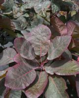 Cotinus Grace