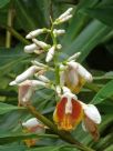 Alpinia calcarata