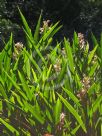 Alpinia calcarata