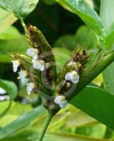 Ctenanthe lubbersiana