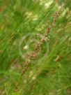 Baloskion tetraphyllum tetraphyllum