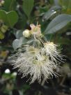 Syzygium australe Resilience