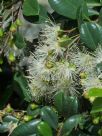 Syzygium australe Resilience