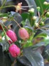 Syzygium australe Resilience