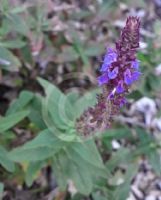 Salvia nemorosa