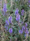 Salvia nemorosa