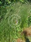 Calamagrostis acutiflora Karl Foerster