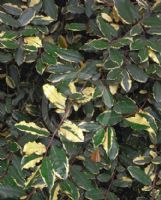 Elaeagnus pungens Variegata