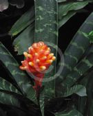 Guzmania musaica