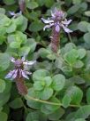 Plectranthus ornatus