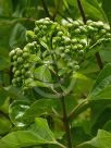 Clerodendrum floribundum attenuatum