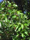 Clerodendrum floribundum attenuatum