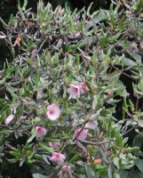 Eucryphia lucida Carousel