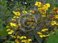 Lysimachia ciliata Firecracker