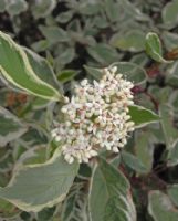 Cornus alba Elegantissima