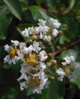 Lagerstroemia Natchez