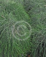 Casuarina glauca Cousin It