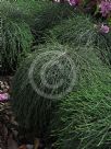 Casuarina glauca Cousin It