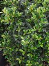 Syzygium australe Select Form