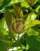 Viburnum awabuki Emerald Lustre