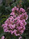 Lagerstroemia Biloxi