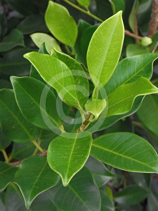 Ficus microcarpa hillii Flash Flash Hill