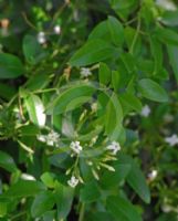 Jasminum simplicifolium