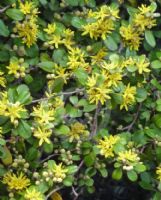 Corokia virgata