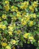 Corokia virgata