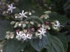 Clerodendrum trichotomum