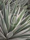 Agave angustifolia Marginata