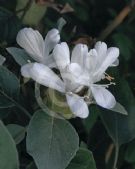 Barleria albostellata