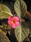 Episcia cupreata