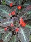 Episcia cupreata