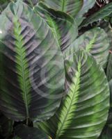 Calathea lindeniana