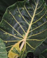 Alocasia macrorrhiza New Guinea Gold